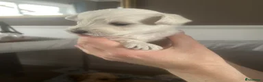 Rachel (Female)