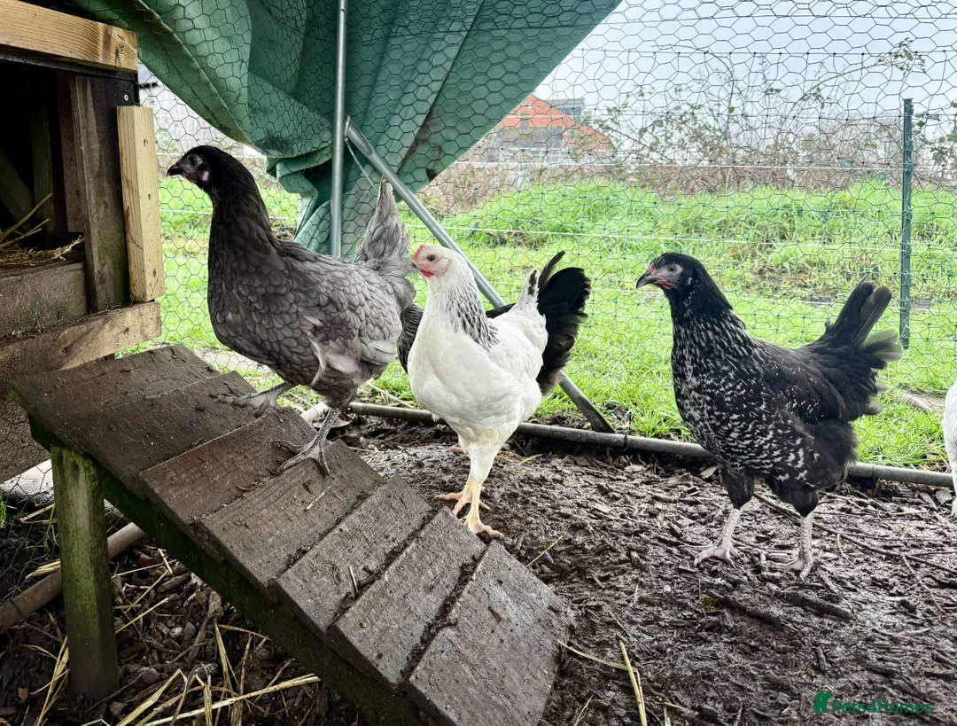 Chickens poultry for sale: Guaranteed female point of lay hybrids  - Advert 4