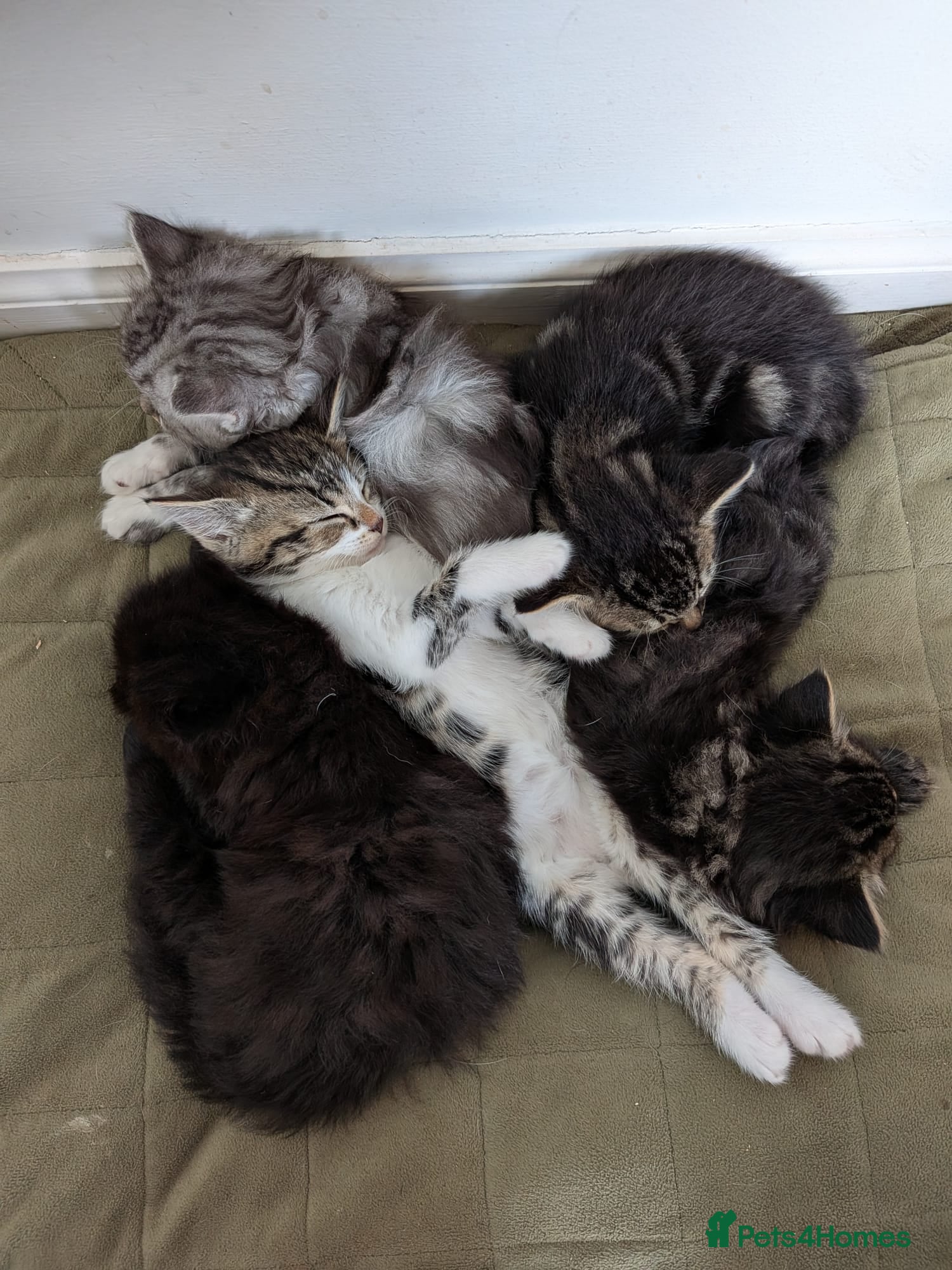 Mixed Breed cats Beautiful silver tabby mix kittens - Advert 1