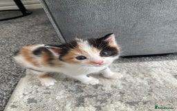 Domestic Shorthair cats for sale: Four kittens, 4 weeks old - Image 5
