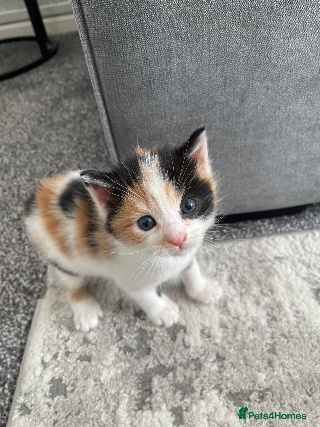 Domestic Shorthair cats for sale: Four kittens, 4 weeks old - Image 5