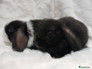 Mini Lop rabbits Adorable Baby Minilops. Free local delivery. - Advert 11