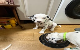 Dalmatian dogs for sale: Dalmațian puppies dogs - Image 33