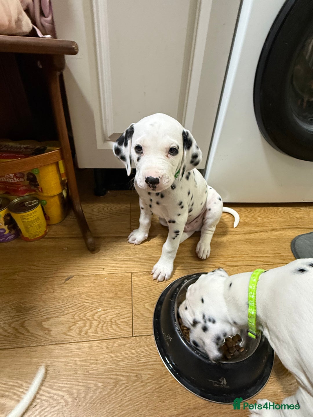 Dalmatian dogs for sale: Dalmațian puppies dogs - Image 33