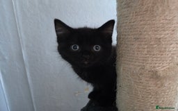 Mixed Breed cats for sale: Kittens. Boy and girl  - Advert 3