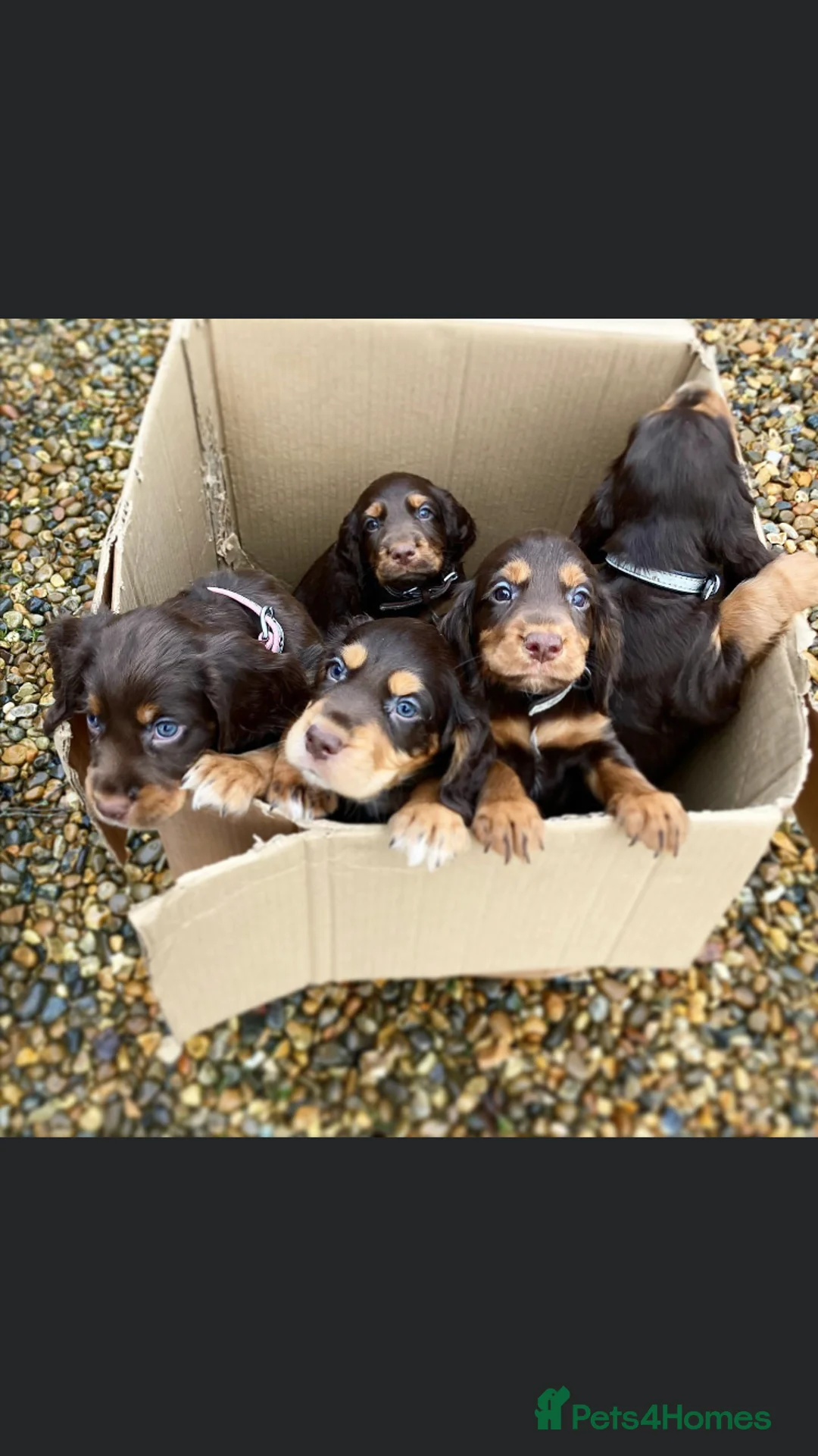 Cocker Spaniel dogs for stud: Well proven working cocker spaniel stud in Diss - Advert 7