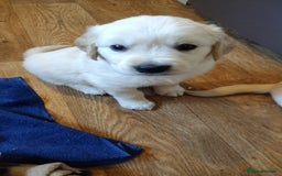 Golden Retriever dogs for sale: Golden Retriever Puppies For Sale - Image 2