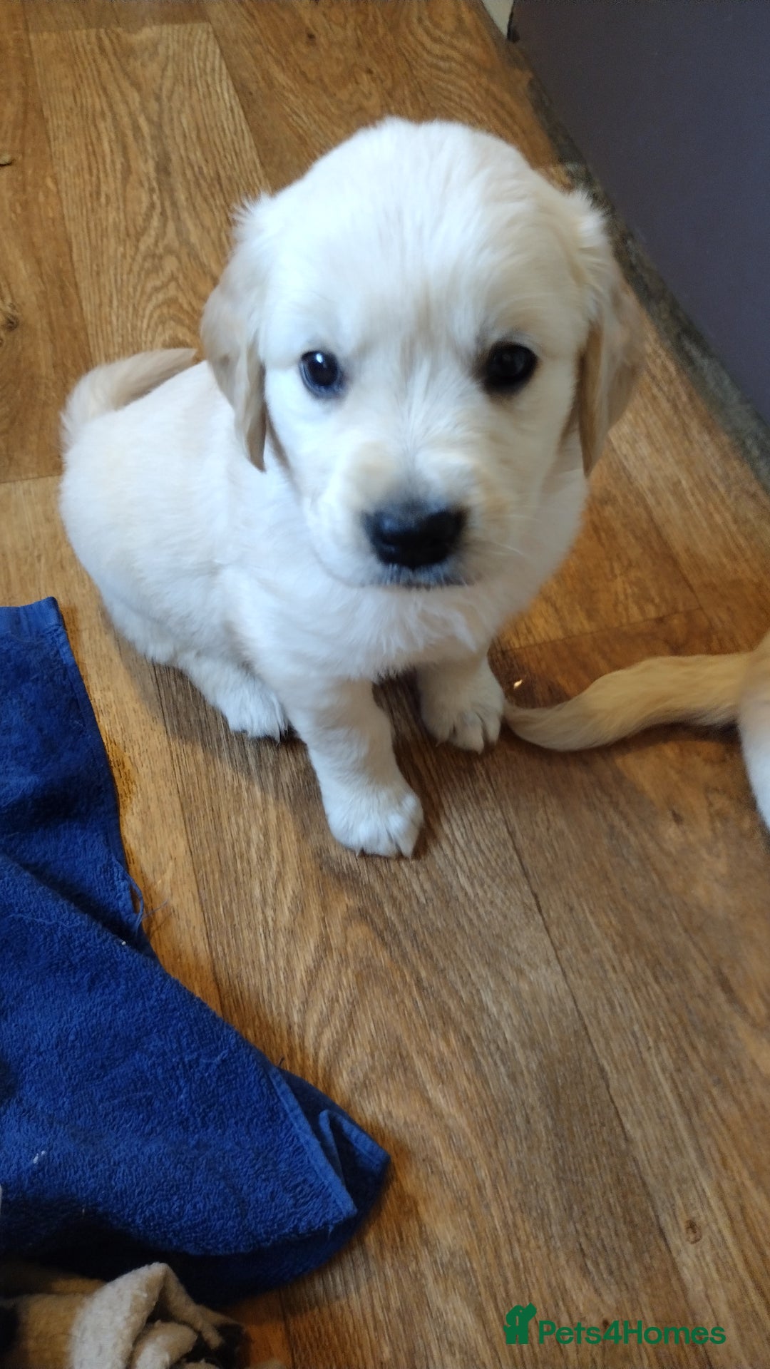 Golden Retriever dogs for sale: Golden Retriever Puppies For Sale - Image 2