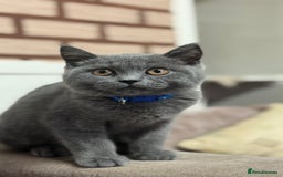 British Shorthair cats for sale: British shorthair  - Image 5