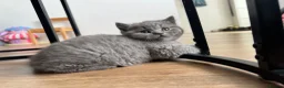 British Shorthair cats for sale: 👑 Championline GCCF registered BSH kittens 👑 - Advert 4