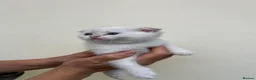 Scottish Fold cats for sale: LOVELY PUREBRED SCOTTISH FOLD CHINCHILLA KITTENS  - Advert 17