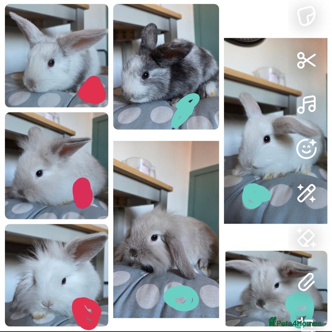 Mixed Breed rabbits READY NOW 7 baby rabbits - Advert 1
