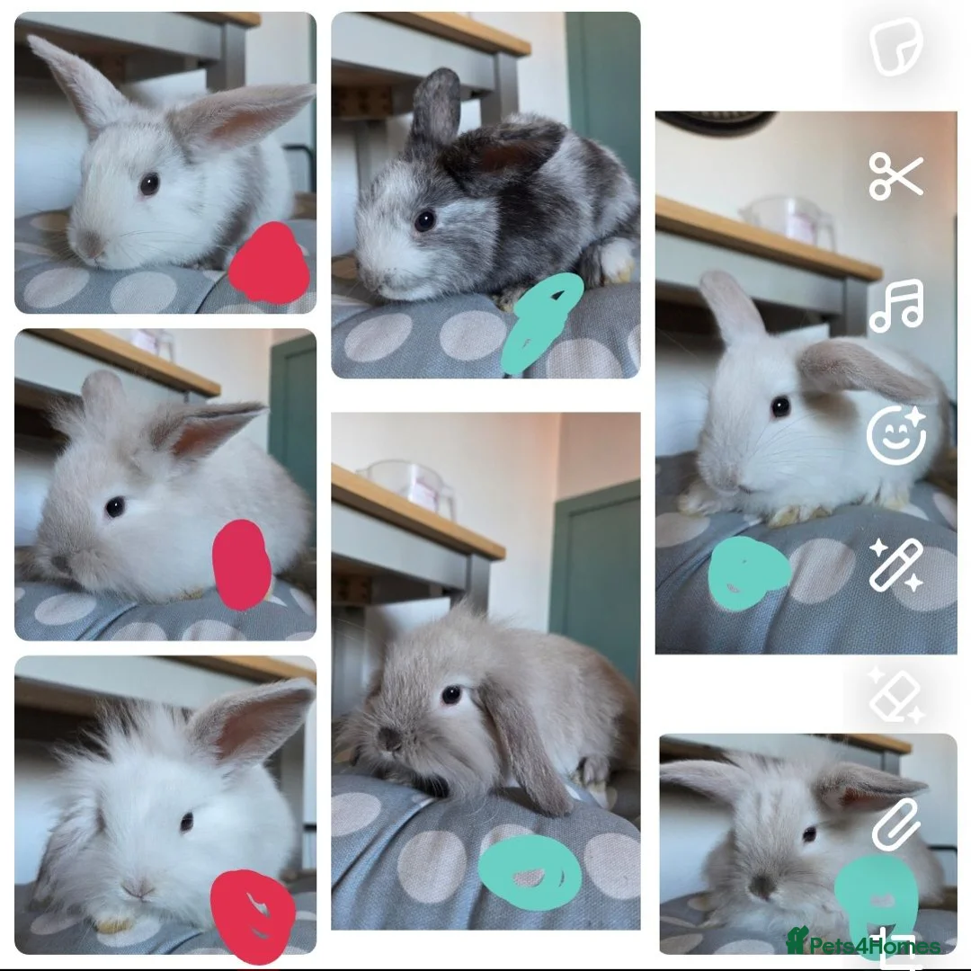 Mixed Breed rabbits for sale: READY NOW 7 baby rabbits - Advert 1