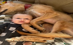 Mixed Breed dogs for sale: Rudy, 3 year old Saluki Greyhound - FREE  - Image 3