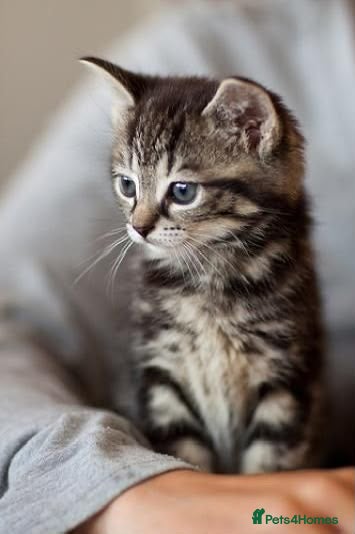 Mixed Breed cats Adorable kittens  - Advert 1