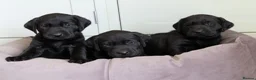 Labrador Retriever dogs for sale: KC Reg, Health Tested Girls - Advert 1