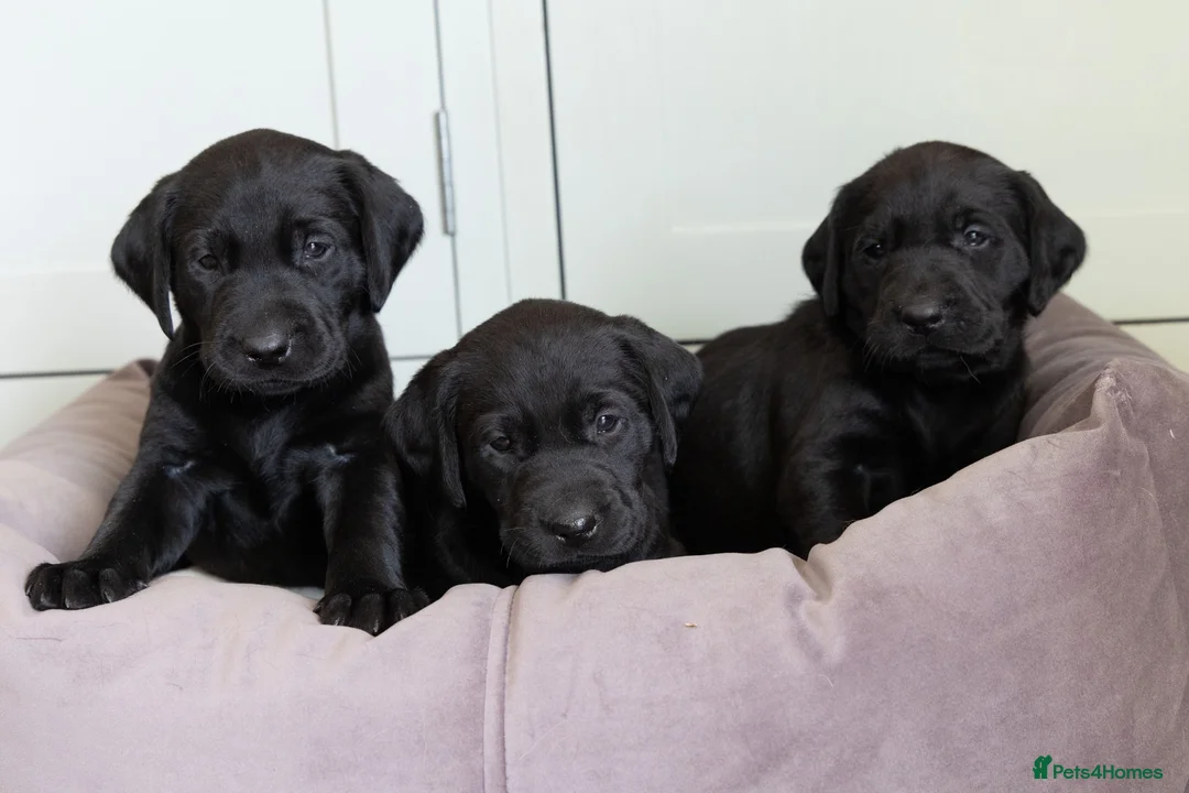 Labrador Retriever dogs for sale: KC Reg, Health Tested Girls - Advert 1