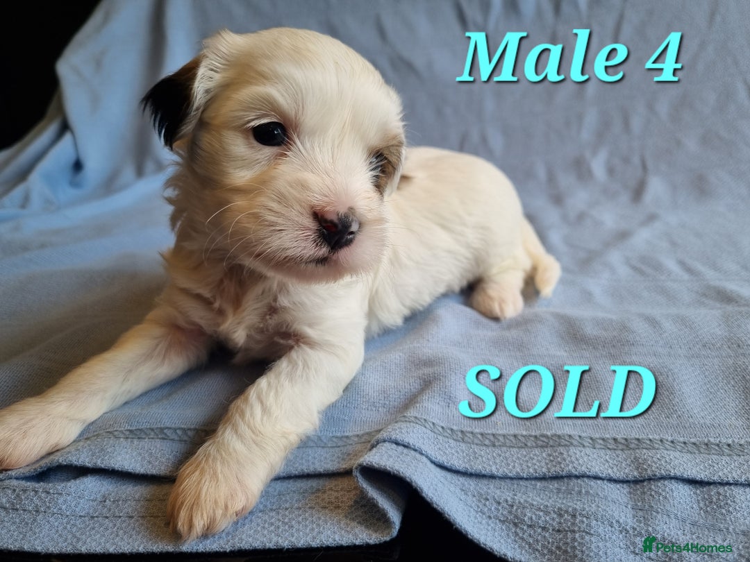 Tibetan Terrier dogs for sale: Tibetan terrier puppies for sale - Image 9