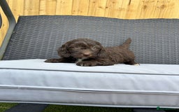Mixed Breed dogs for sale: Australian Goldendoodles stunning BOYS ONLY   - Image 9
