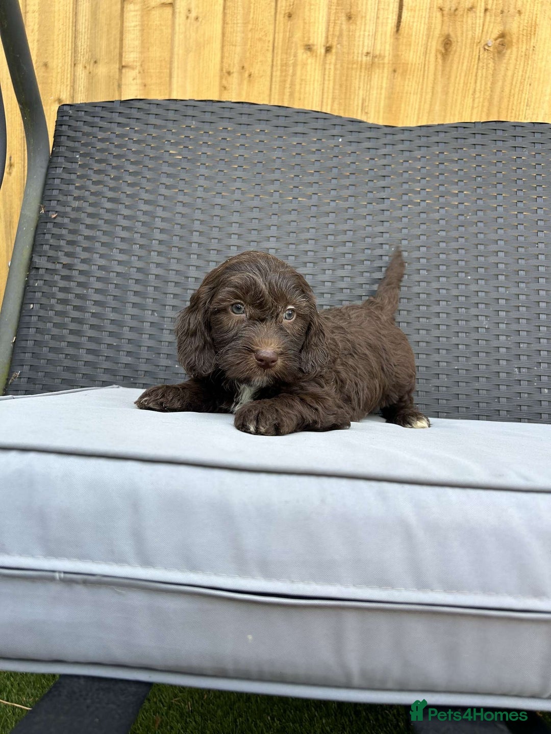 Mixed Breed dogs for sale: Australian Goldendoodles stunning BOYS ONLY   - Image 9