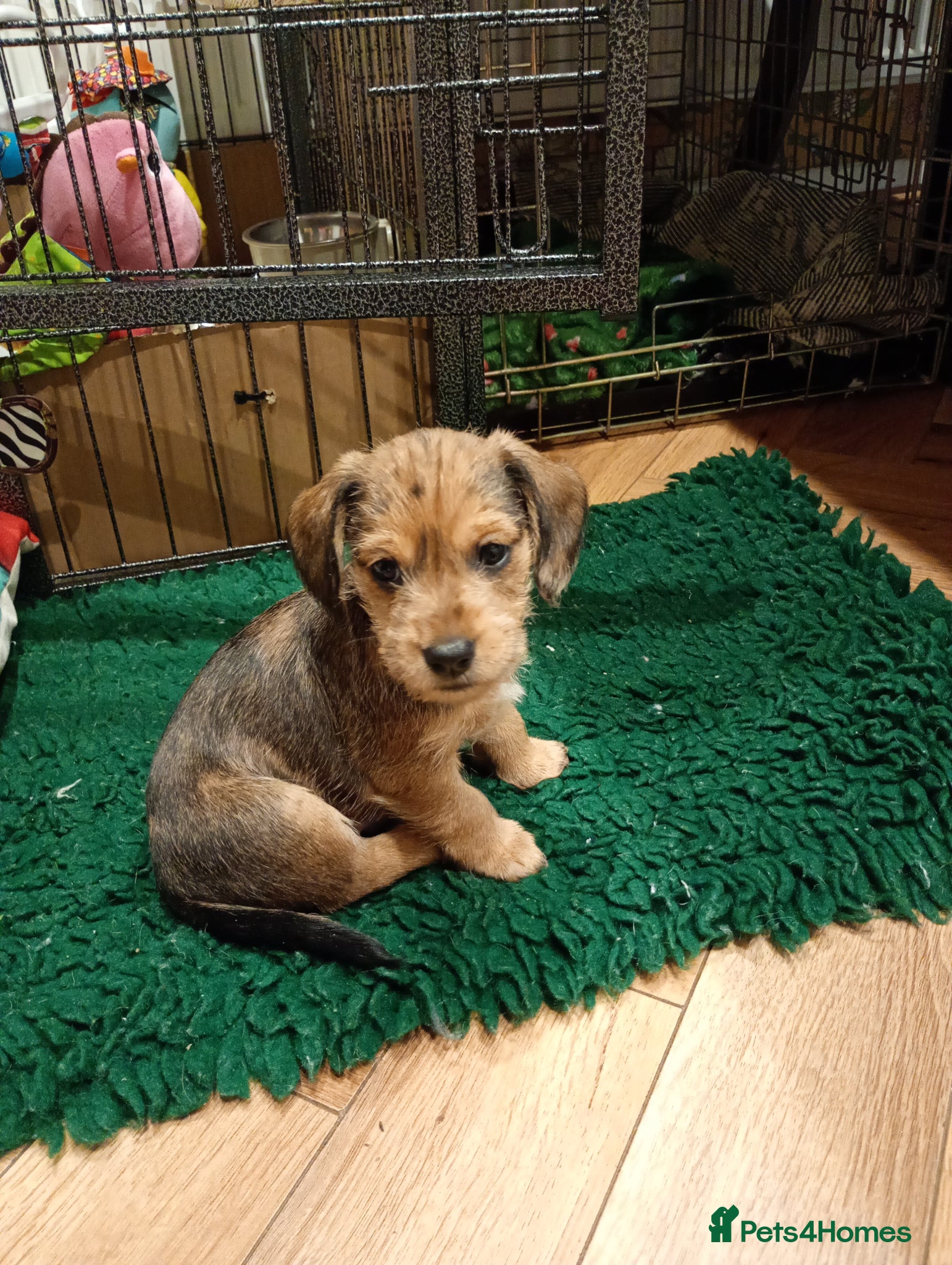 Mixed Breed dogs for sale: Miniature schnoxies  - Advert 1