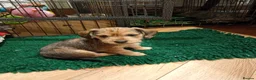 Mixed Breed dogs for sale: Miniature schnoxies  - Advert 1