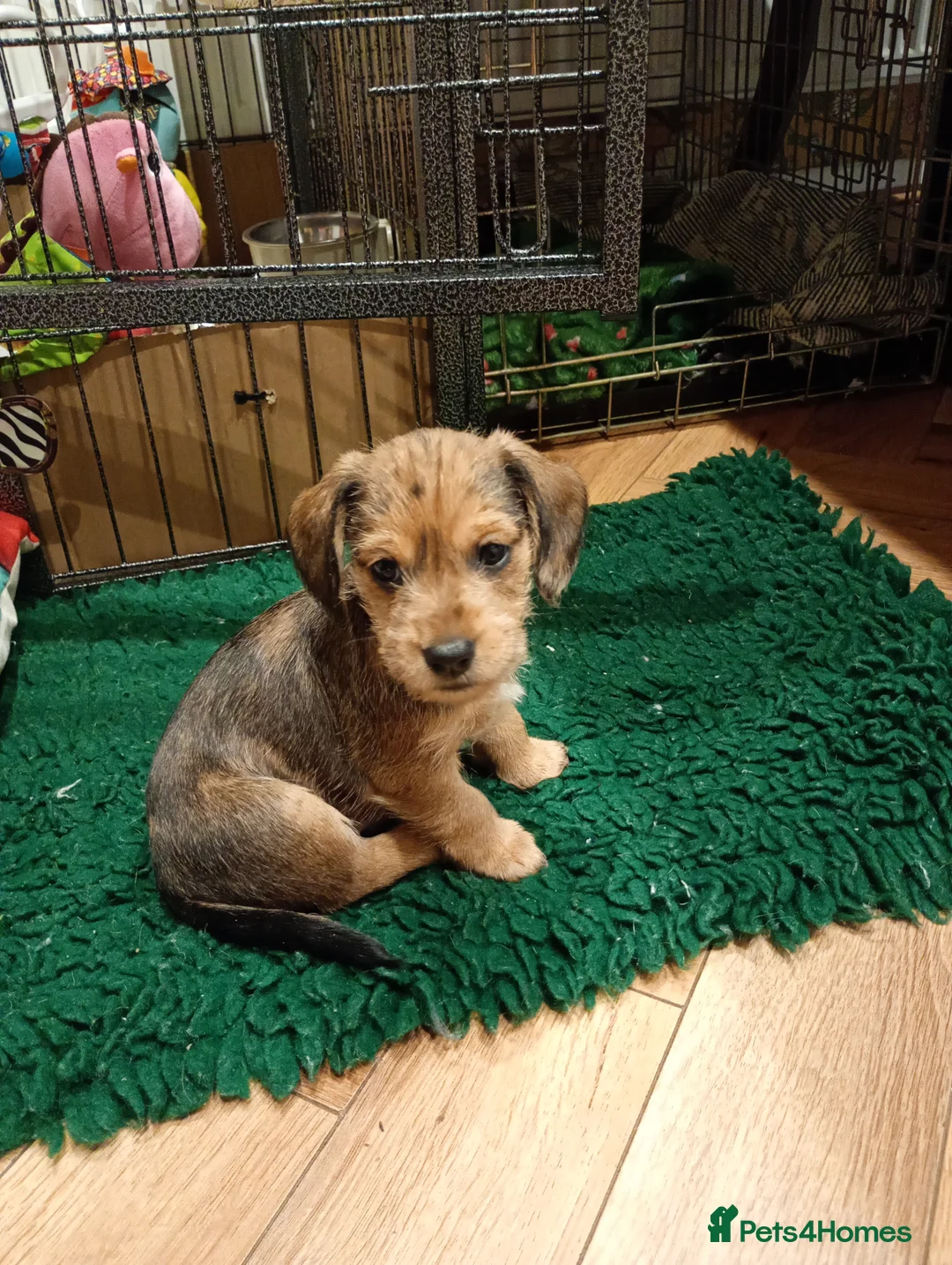 Mixed Breed dogs for sale: Miniature schnoxies  - Advert 1
