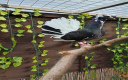 Pigeons birds for sale: Fan tail for sale  - Image 1