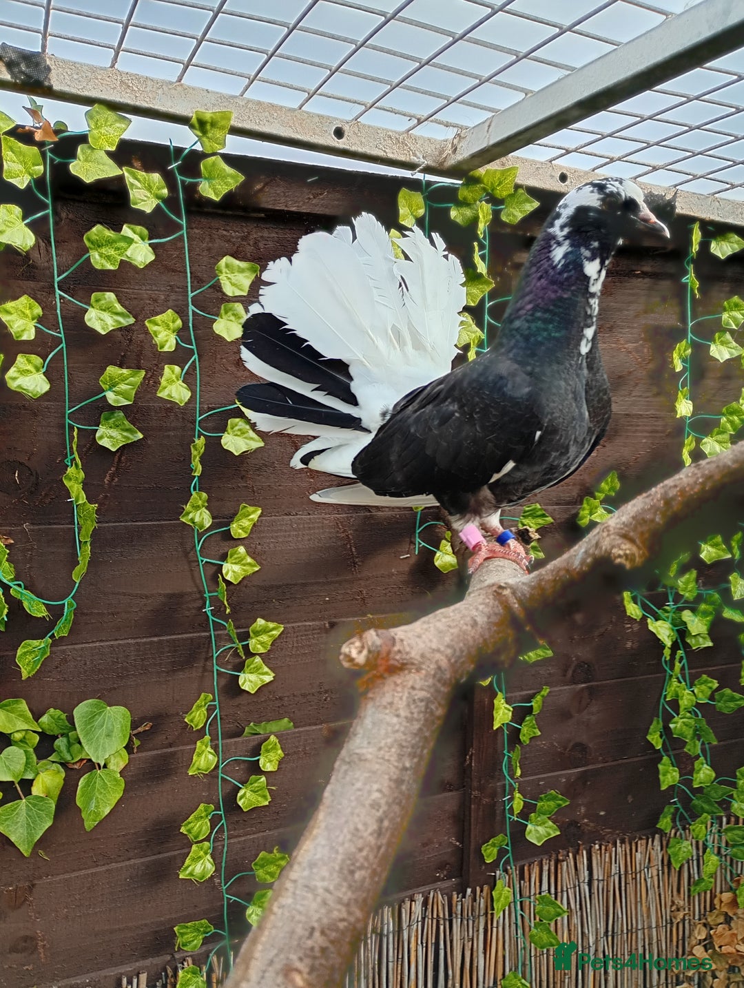 Pigeons birds for sale: Fan tail for sale  - Image 1