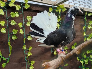 Pigeons birds - Advert 6