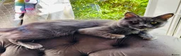 Maine Coon cats for sale: Stunning litter of pure bred Maine Coon kittens - Advert 19