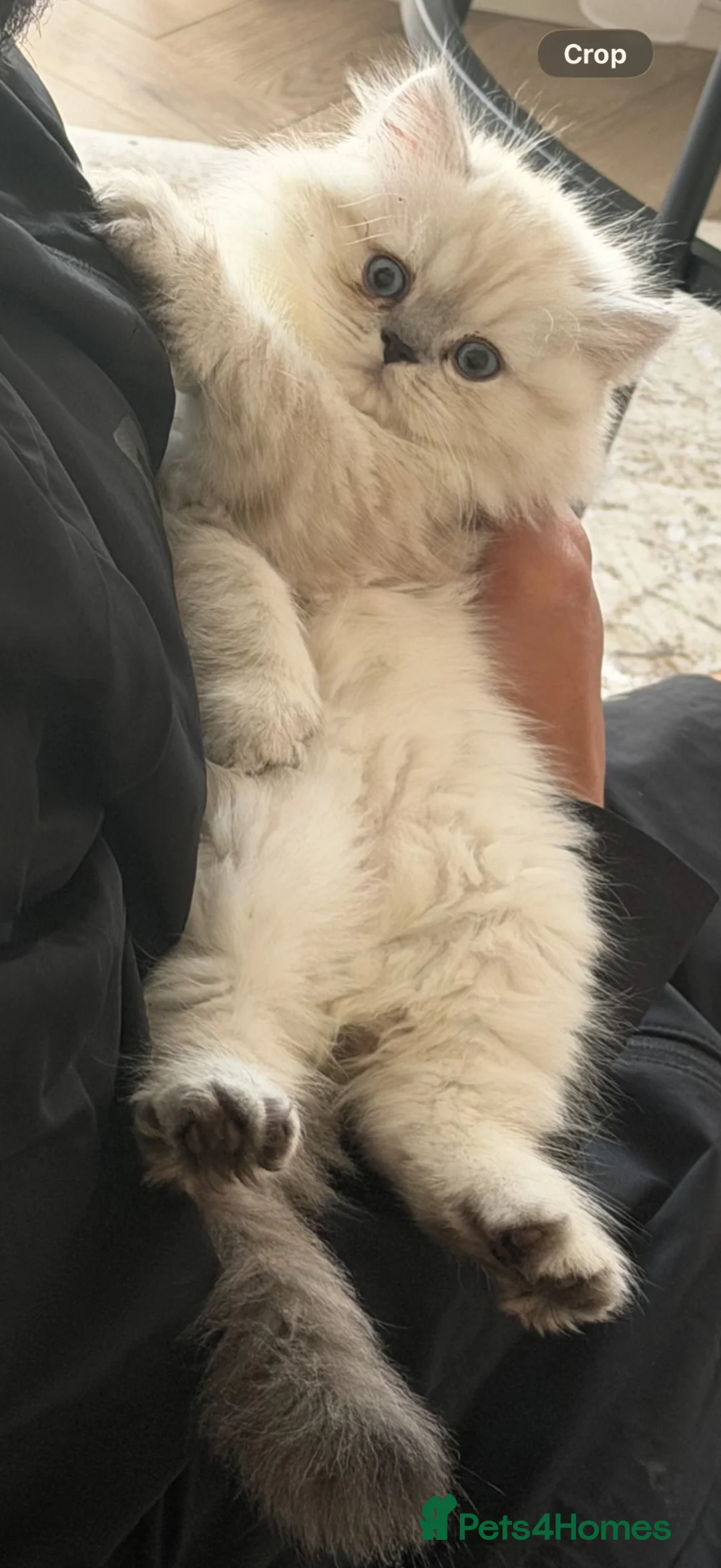 Persian cats for sale: Beautiful Lynx point Persian Himalayan kitten - Advert 2