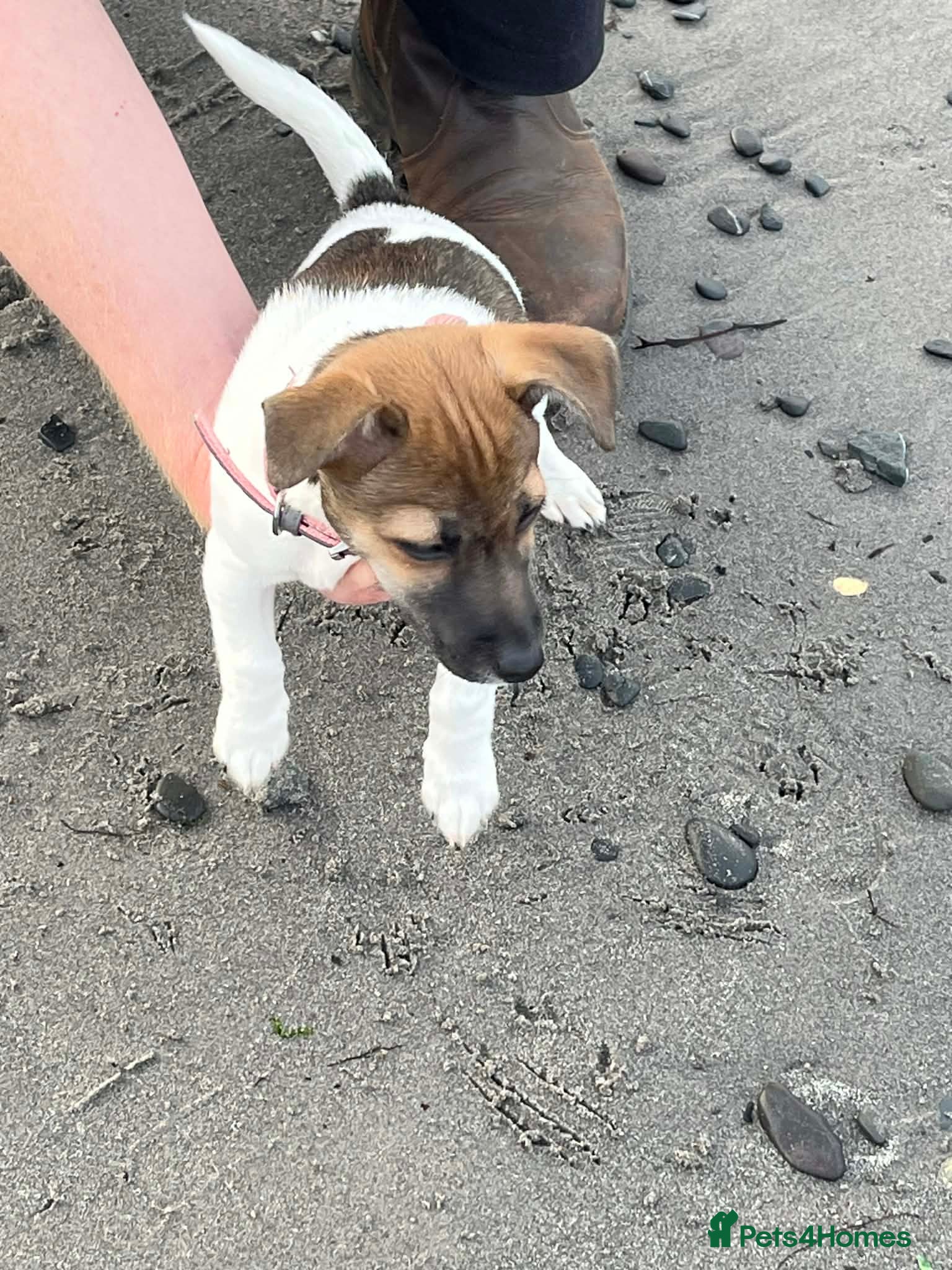 Jack Russell dogs Jack Russel female pup. - Advert 5