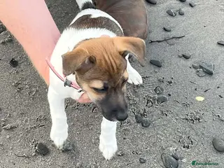 Jack Russell dogs Jack Russel female pup. - Advert 1