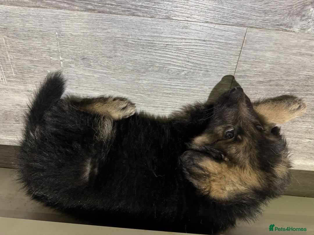 German Shepherd dogs for sale: german shepherd puppies full pedigree  - Advert 12