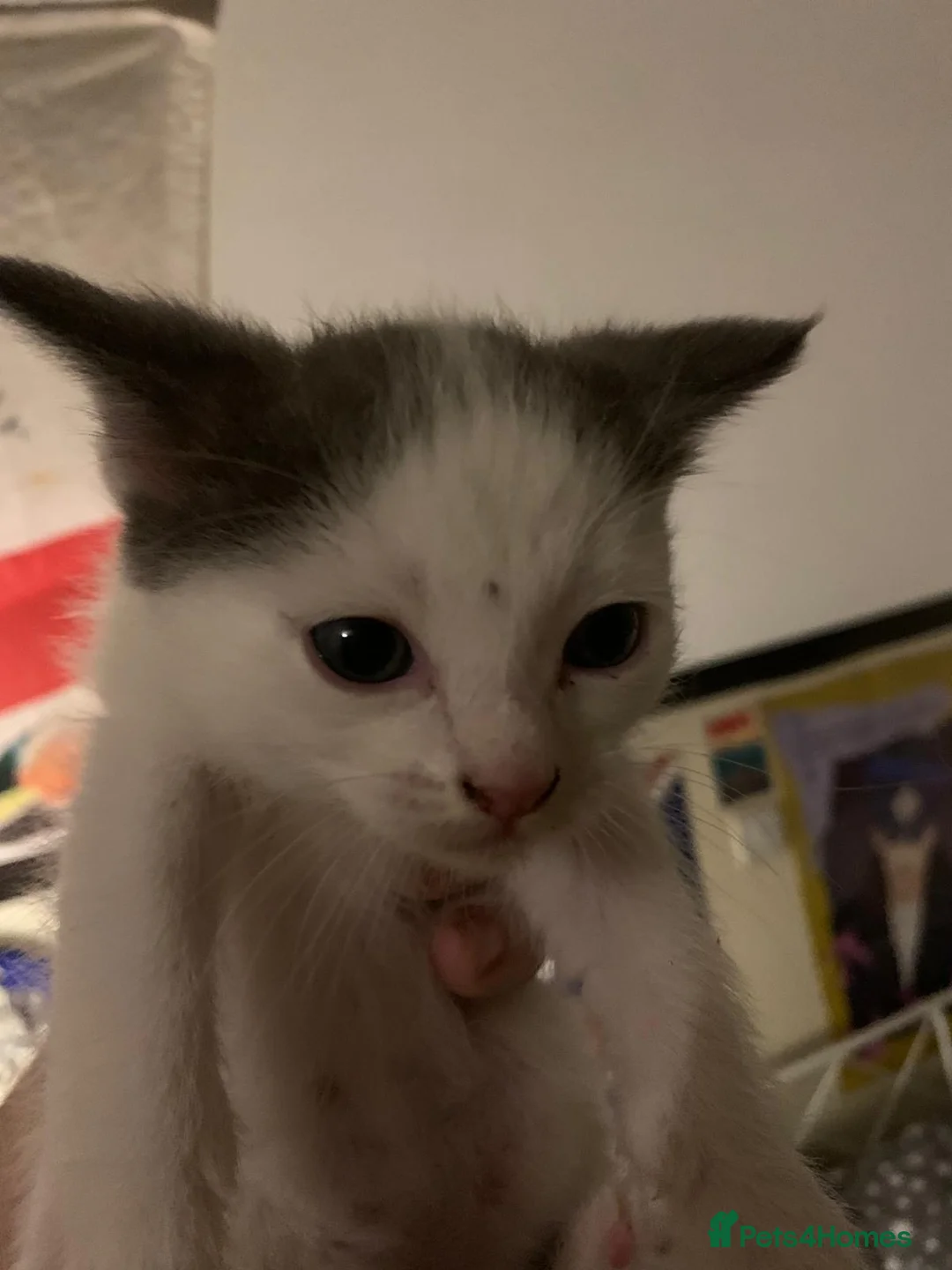 Mixed Breed cats for sale: 3 females kittens ragdoll/Shpynx cross kittens  - Advert 2
