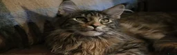 Maine Coon cats for sale: TICA Registered Maine Coon Kittens  - Advert 2