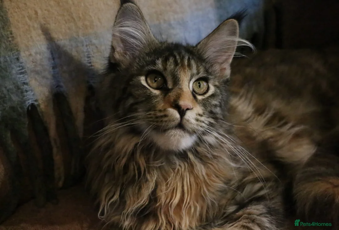 Maine Coon cats for sale: TICA Registered Maine Coon Kittens  - Advert 2