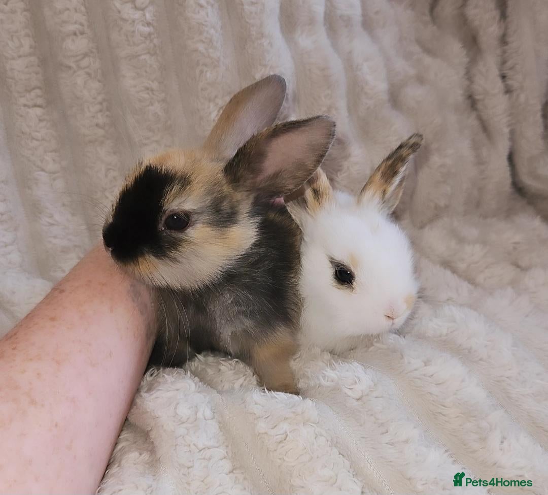 Mini Lop rabbits Baby Rabbits - Advert 1