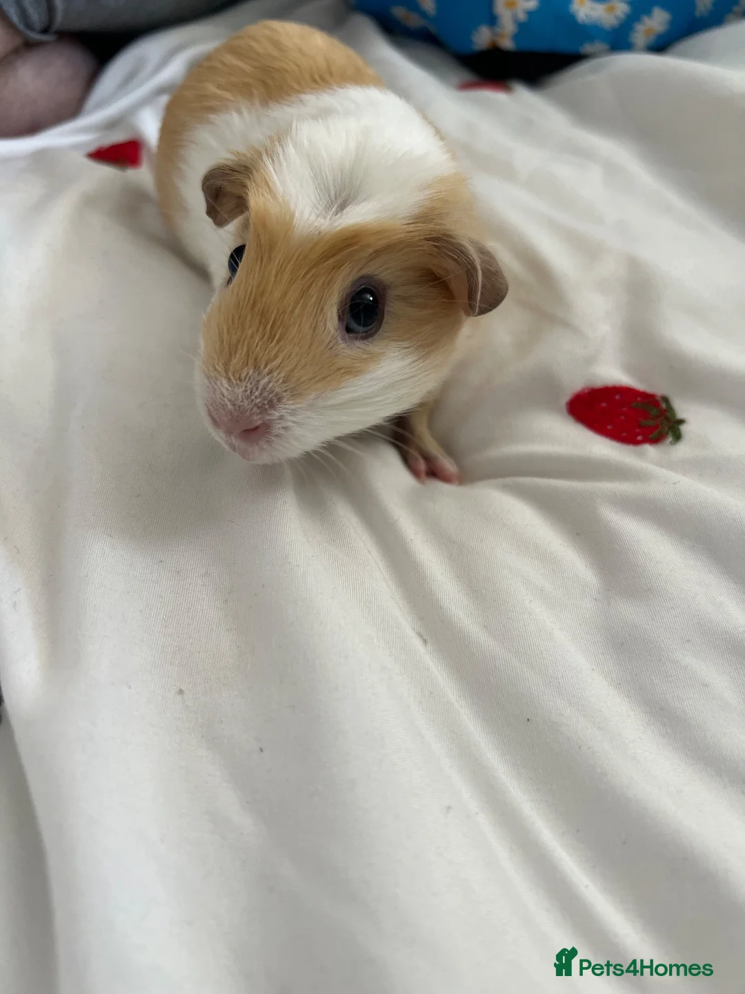 Guinea Pig rodents for sale: X2 bonded male guinea pig babies in Spalding - Advert 2