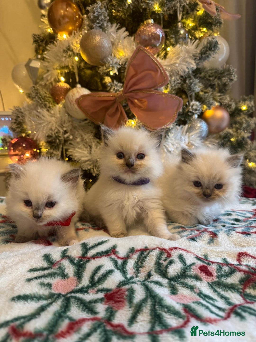 Ragdoll cats for sale: Purebred Ragdolls for sale - Advert 11