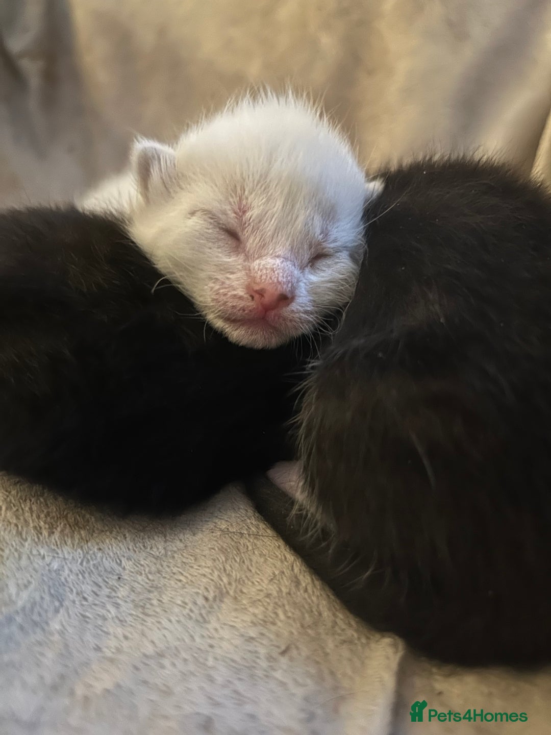 Mixed Breed cats for sale: Beautiful kittens for sale  - Advert 2