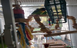 Lovebirds birds for sale: Love birds family - Image 8