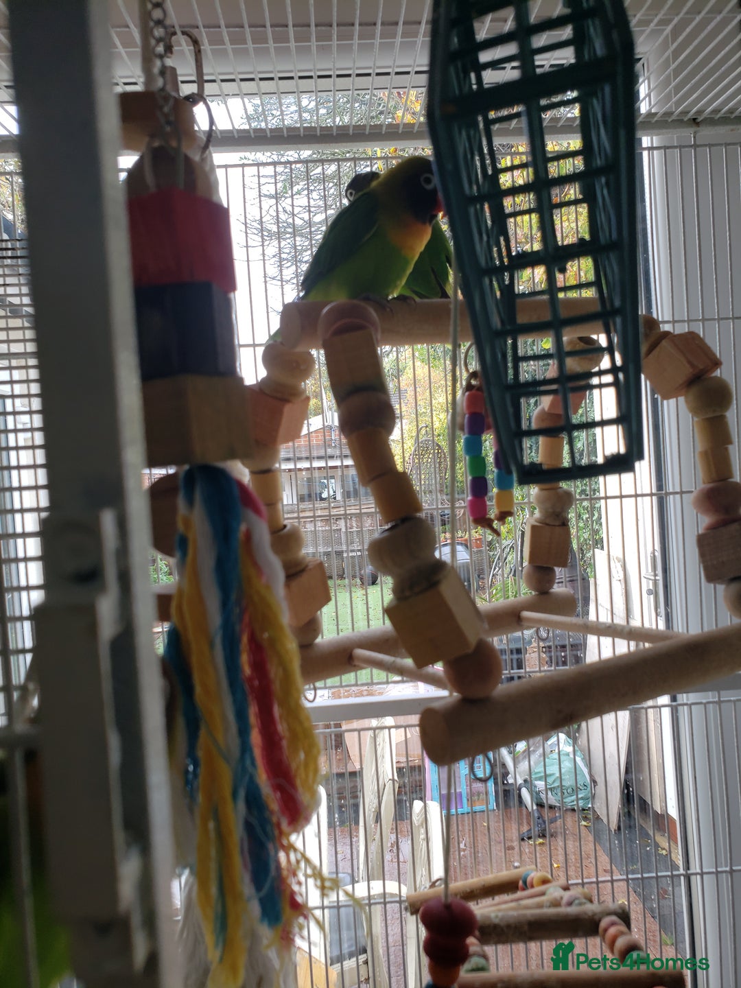 Lovebirds birds for sale: Love birds family - Image 8