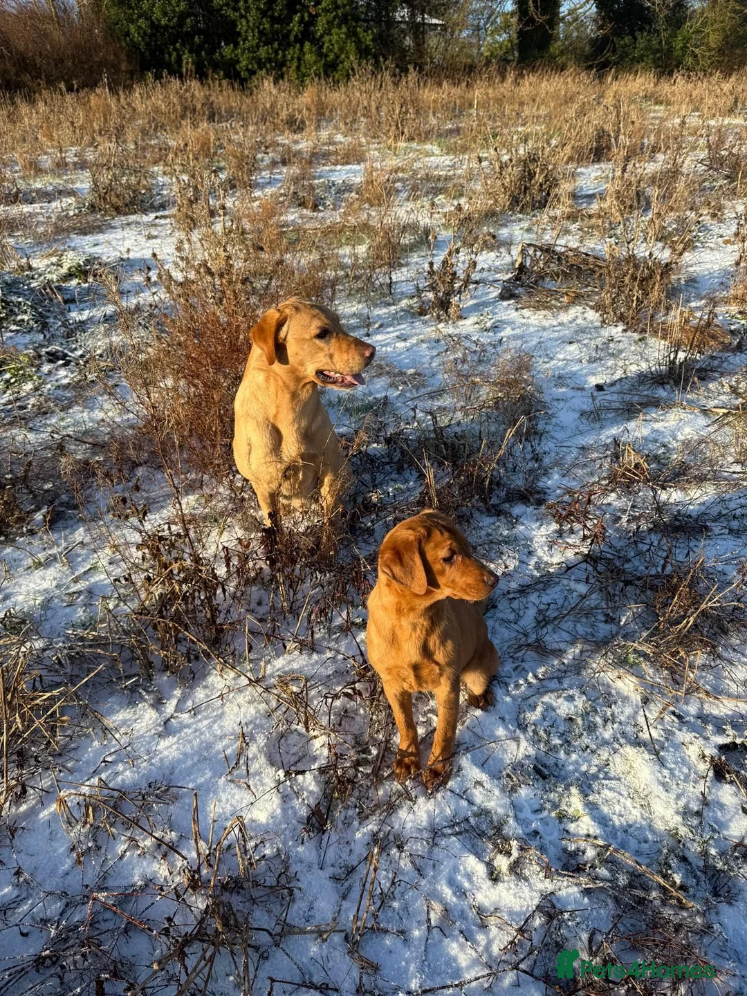 Labrador Retriever dogs for sale: Red & Yellow Labrador Puppies - Advert 8