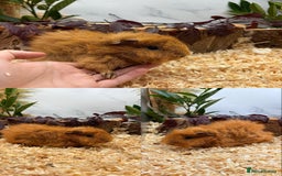 Guinea Pig rodents for sale: ✨Lots of Baby boy Guinea Pigs ✨🐹🩵 - Image 9