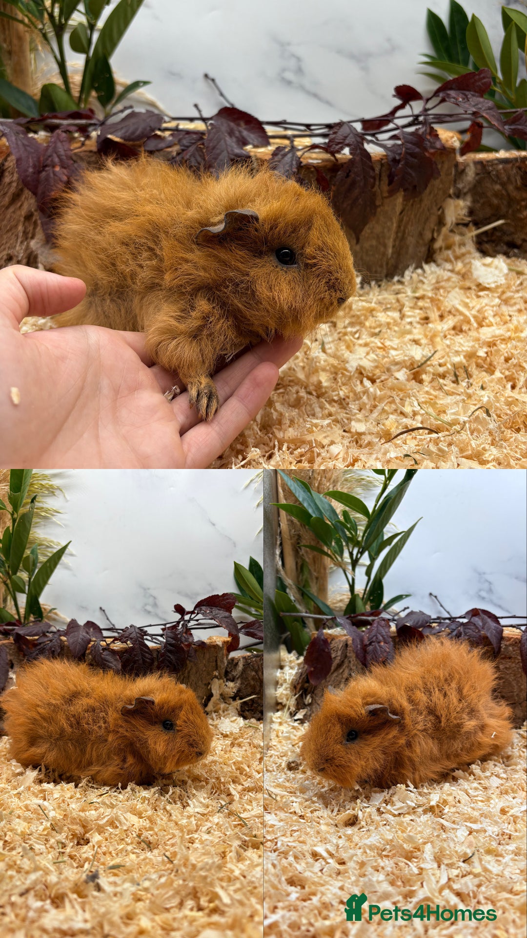 Guinea Pig rodents for sale: ✨Lots of Baby boy Guinea Pigs ✨🐹🩵 - Image 9