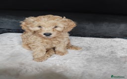 Cockapoo dogs for sale: Cockapoo female puppy  - Image 8