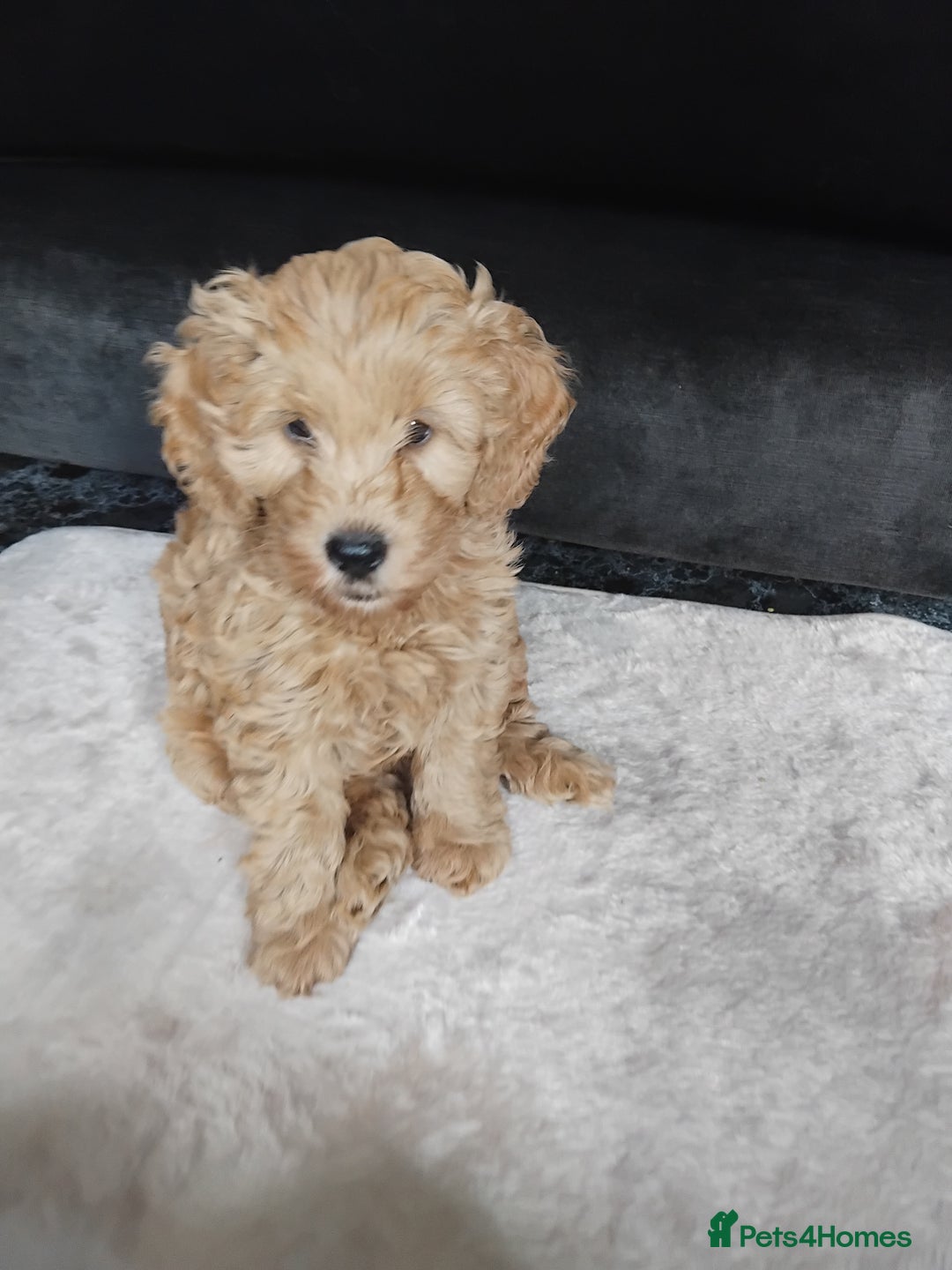 Cockapoo dogs for sale: Cockapoo female puppy  - Image 8