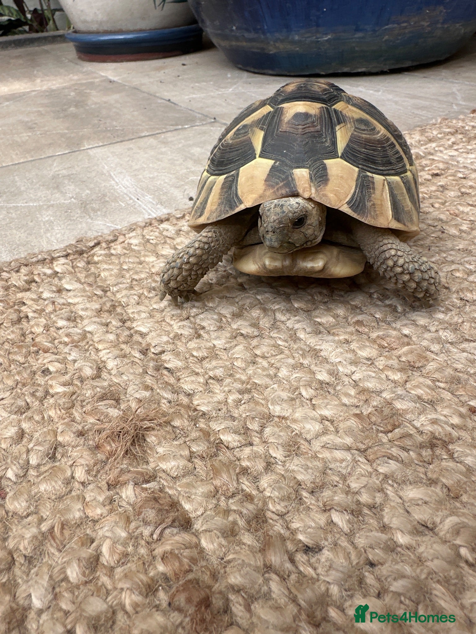 Hermann Tortoise reptiles Female, Hermann Tort, Table and Lamp - Advert 1